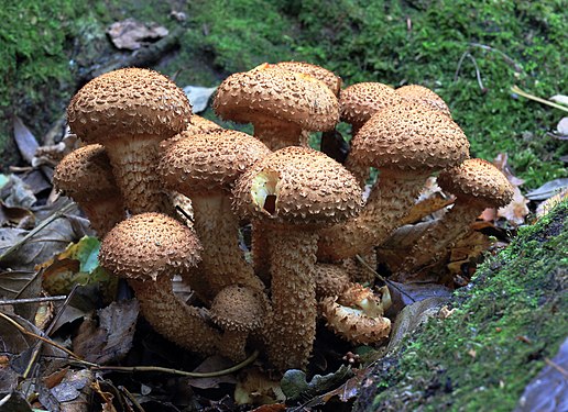 "Pholiota_squarrosa,_Shaggy_Scalycap,_UK.JPG" by User:Stu's Images