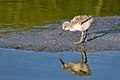 22 Pied Avocet chick uploaded by Merops, nominated by Merops