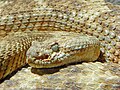 Red Diamond Rattlesnake at SD Zoo