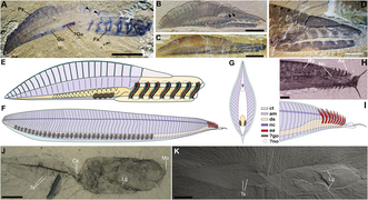 Representative stem-group chordates and comparisons with Pikaia.png