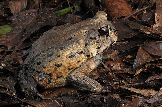 "Sapo_-_Escavador_-_Macrogenioglottus_alipioi.jpg" by User:Renato Augusto Martins