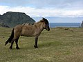 Icelandic horse in Iceland