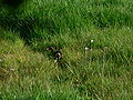 (Common Moorhen (Gallinula chloropus)