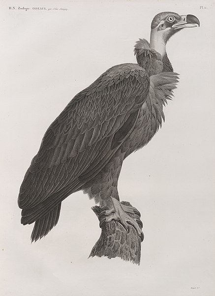 Pl.11 - Vautour brun (Vultur cinereus)