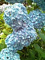 Hydrangea in Suncheon