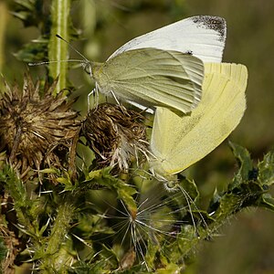 ♀ ♂ Pieris rapae (Small White), mating