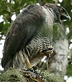 English: Henst's Goshawk Accipiter henstii (cat.)