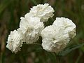 Achillea ptarmica 'Flora pleno'