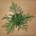One-year old Cryptomeria from above