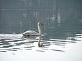 Mute swan juvenile (Gdańsk, Poland)