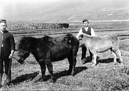 Faroe ponies 1899
