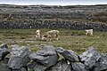 Inishmore, agriculture