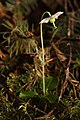 Moneses uniflora