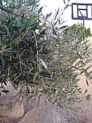 Olea europaea leaves 1.jpg