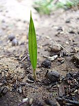 Seedling