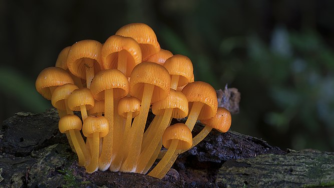 "2016-01-10_Mycena_leaiana_var._australis_Dennis_598258.jpg" by User:Josef Papi