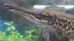 Alligator gar (Atractosteus spatula)