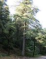 Cultivated, Mont Ventoux