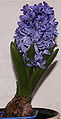 Hyacinthus orientalis (Hyacinth)