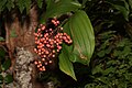 Maianthemum racemosum