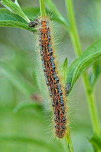 Malacosoma castrense (Ground Lackey), caterpillar