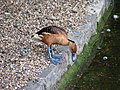 St James Park, London, UK