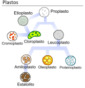 Plastids types es.svg