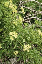 Sambucus nigra