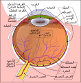 العربية arabo