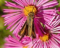 * Nomination Thymelicus lineola (European or Essex skipper butterfly) on aster sp. --Acroterion 01:59, 19 September 2022 (UTC) * Promotion  Support Good quality. --Tagooty 03:02, 19 September 2022 (UTC)