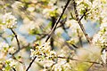 * Nomination: A honeybee on a cherry blossom in the nature reserve Südliche Fröttmaninger Heide --FlocciNivis 18:24, 17 May 2023 (UTC) * * Review needed