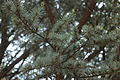 Cedrus atlantica 'Glauca' branches