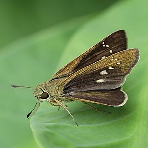 Borbo cinnara (Rice swift) on a leaf