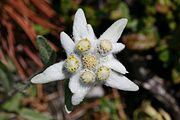 Edelweiss