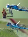 Comparison between Enallagma and Coenagrion