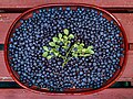 62 Fresh bilberries picked in Tuntorp 4 uploaded by W.carter, nominated by W.carter,  27,  0,  0