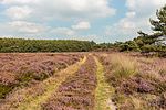 Thumbnail for File:Karrenspoor door bloeiende heide. Locatie, Schaopedobbe (Schapenpoel) 03.jpg