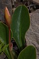 Lewisia tweedyi