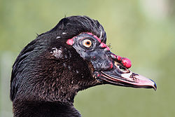 Muscovy duck, Cairina moschata