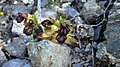 Ophrys speculum Spain - Cartagena