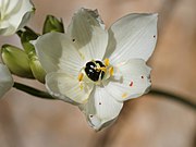 Ornithogalum arabicum