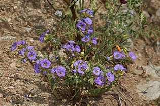 Phacelia fremontii