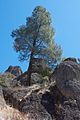 Tree, Pinnacles National Monument