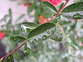 Rain on a pyracantha leaf