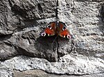 Schmetterling namens Tagpfauenauge