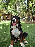Thumbnail for File:Timmi the Therapy dog from Israel Bernese Mountain Dog 02.jpg