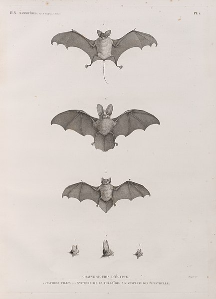 Pl.1 - Chauve-souris d'Égypte. 1.1' Taphien filet 2.2' Nyctère de la thébaïde 3.3' Vespertilion pipistrelle