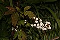 Actaea rubra