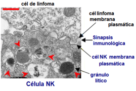 Cel NK Citolisis Sinapsis inmunitaria.png