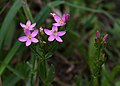 Centaurium erythraea